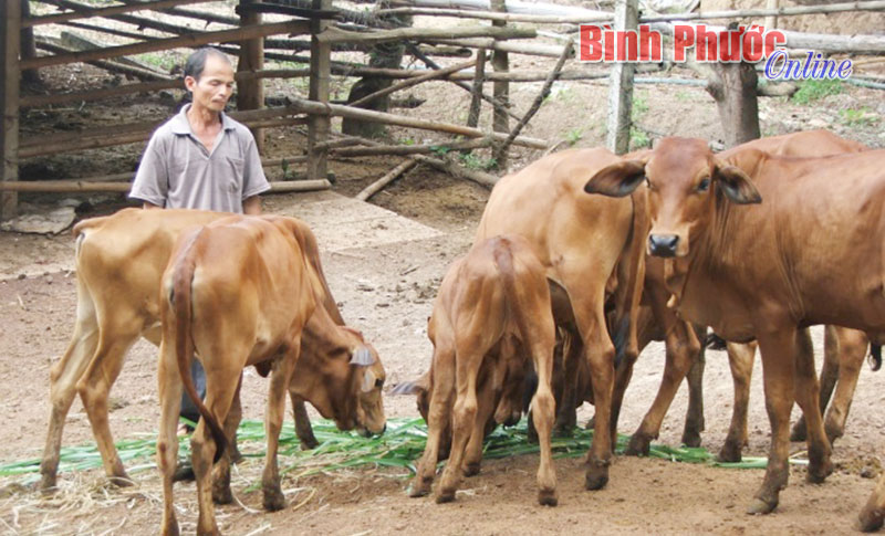 Từ 16-3 đến 30-4, tiêm vắc xin phòng bệnh cho gia súc đợt I-2015