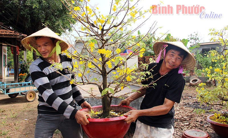 Dịch vụ chăm sóc mai sau tết