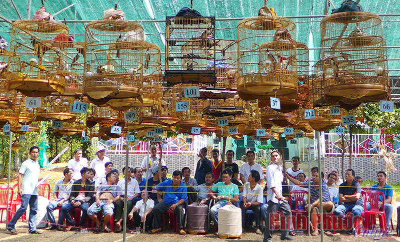 Đồng Xoài: Thi tiếng hót chim chào mào mừng xuân Ất Mùi