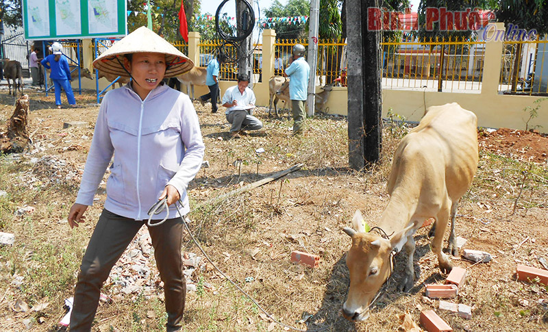 Dự án “Ngân hàng bò sinh sản”: Ấm lòng người nghèo vùng biên