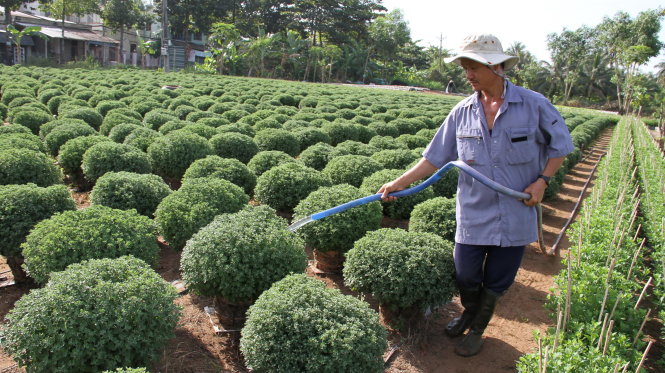 Hoa tết: trồng rồi... lo