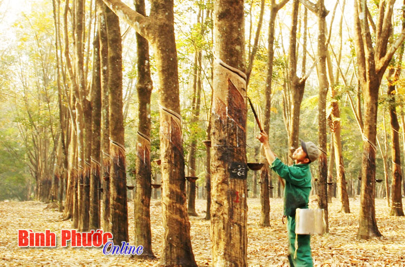 Sức trẻ ở Nông trường Quản Lợi