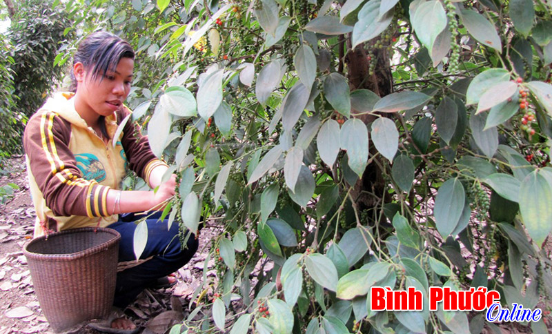 Giá hạt điều và hồ tiêu cao, nông dân phấn khởi vào mùa thu hoạch