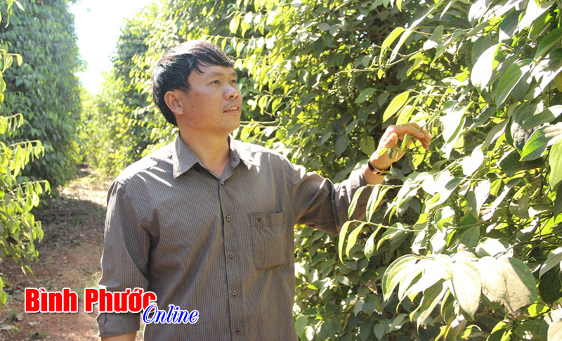 Hướng đi bền vững của người trồng tiêu Bù Đốp
