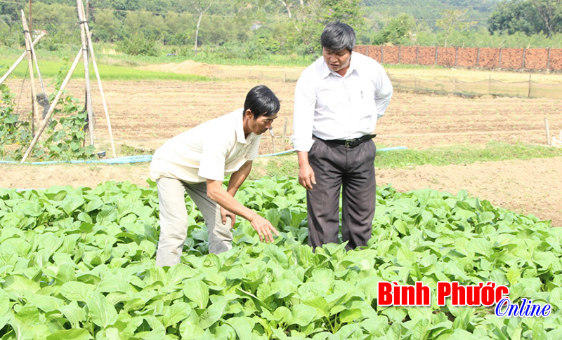 Phước Long với giấc mơ hoa