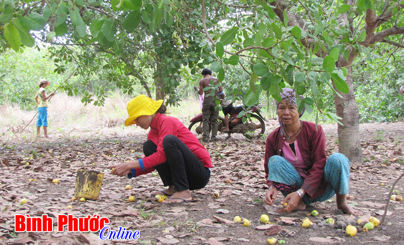 Lại bùng phát tình trạng bán điều non