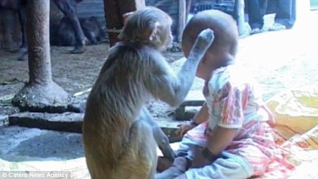 Chú khỉ lạ bỗng nhiên chui vào nhà và kết thân với bé gái