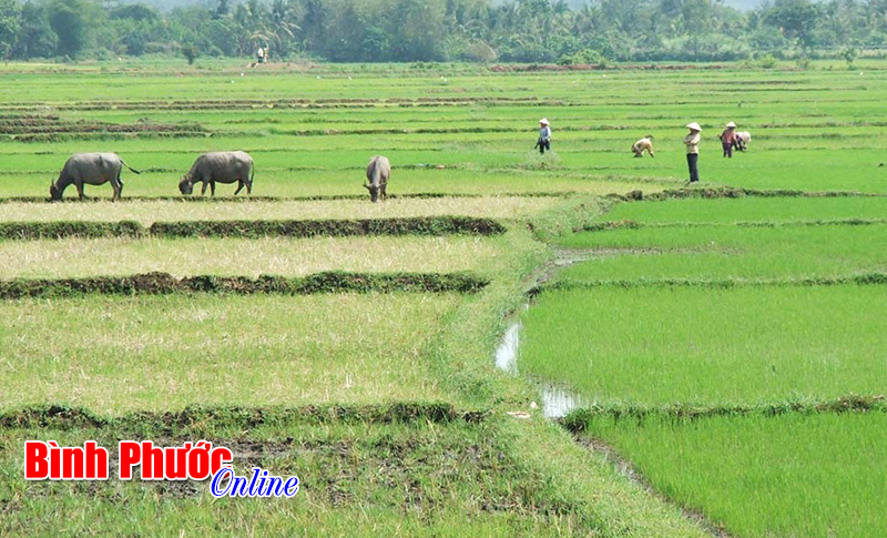 Lộc Ninh có gần 3.000 ha đất trồng lúa