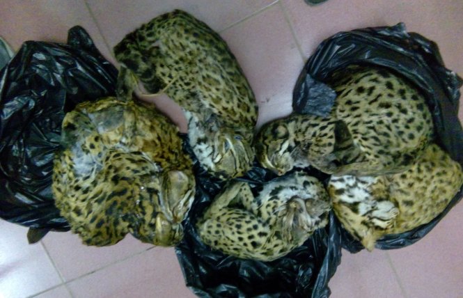 Bắt quả tang vụ mua b&aacute;n m&egrave;o rừng qu&yacute; hiếm