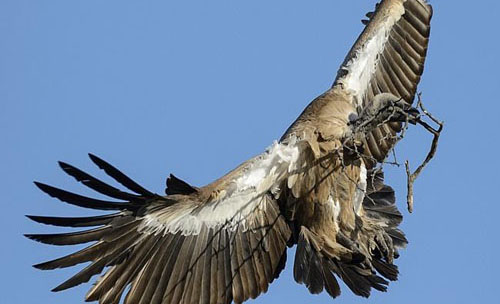 Những nguyên nhân khó tin khiến máy bay rơi