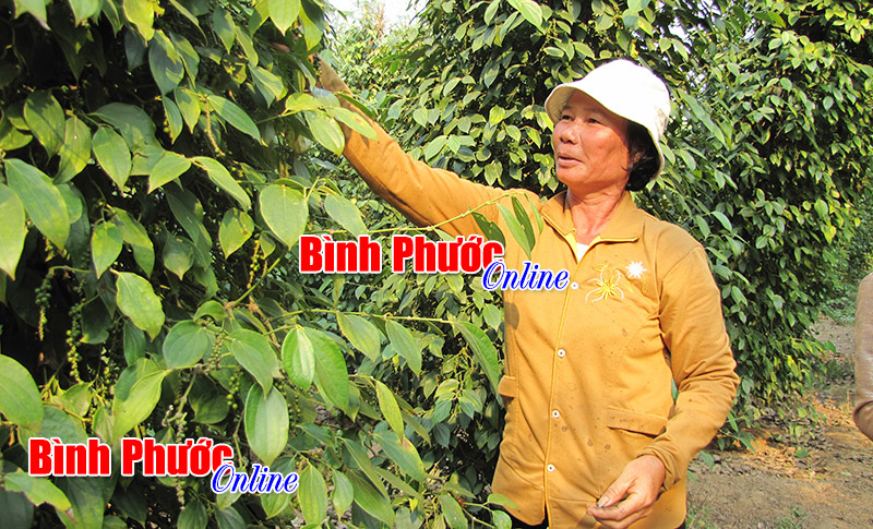 Nâng cao chất lượng mô hình, dự án nông nghiệp để giảm nghèo bền vững