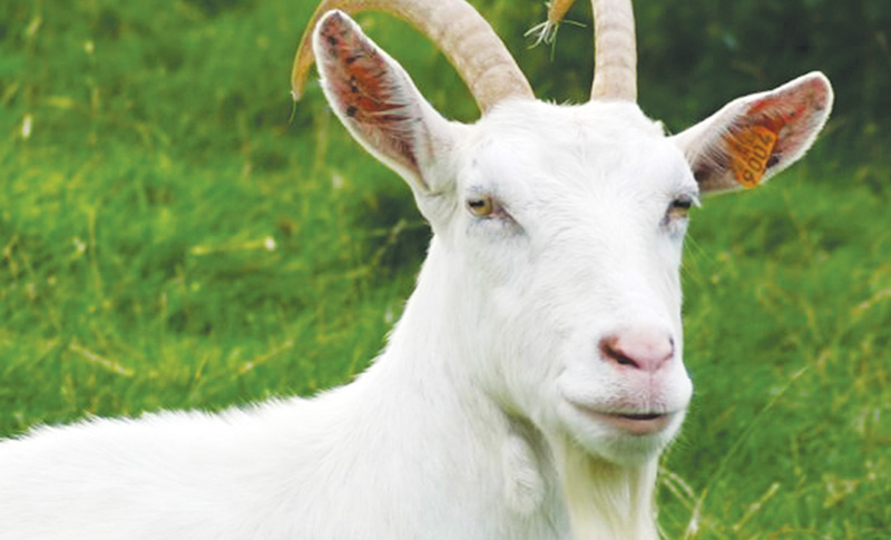 Ngạn ngữ thế giới nói về dê