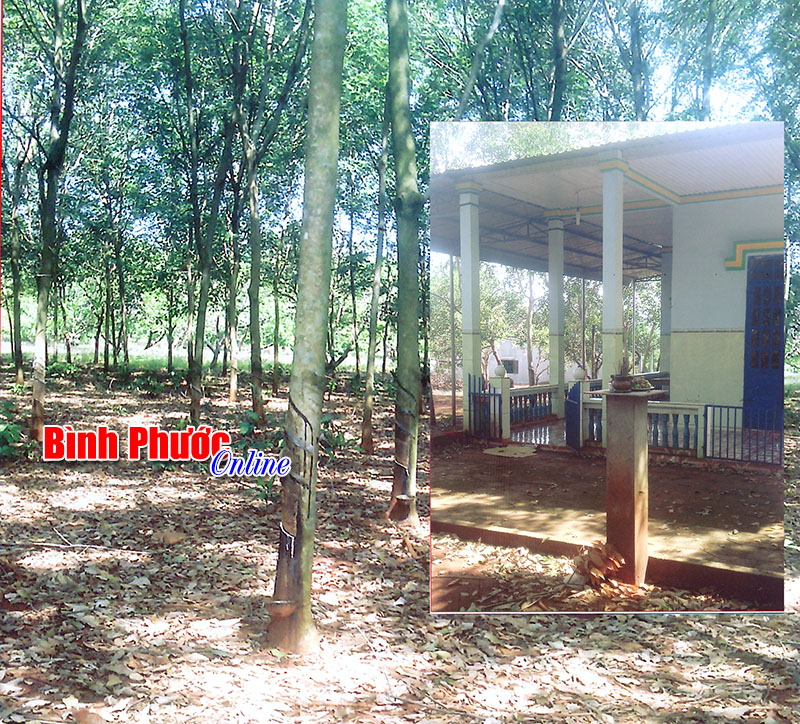 Bi kịch của một người vợ 