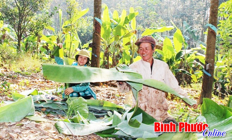 Mưu sinh với nghề rọc lá chuối