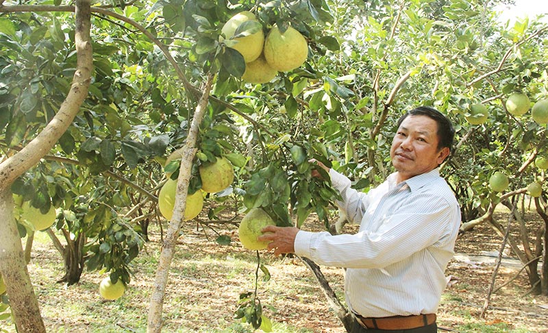 Nhà vườn rục rịch vào tết