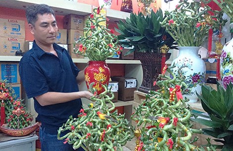 Kiểng độc hút hàng dịp Tết