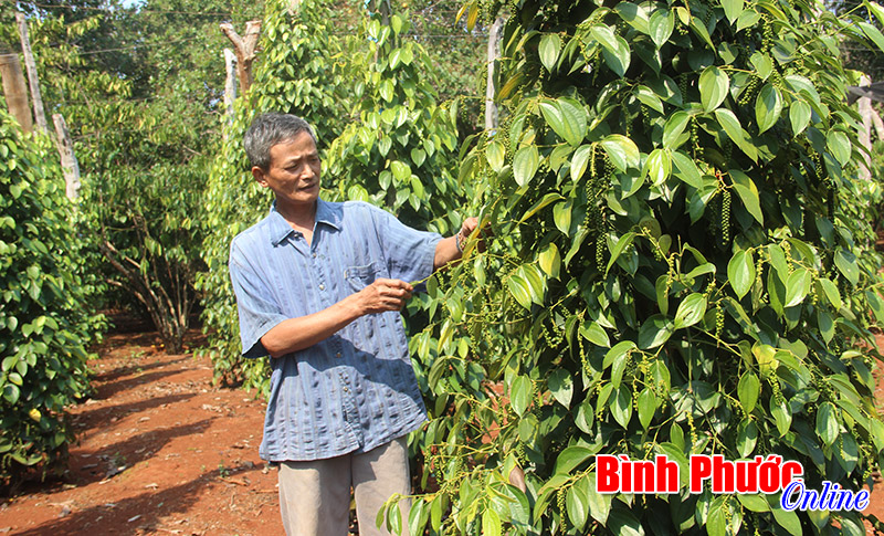 Tấm gương của một n&ocirc;ng d&acirc;n cựu chiến binh