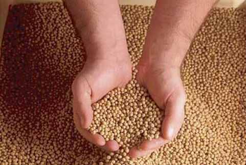 Điều kiện thức ăn chăn nuôi được phép lưu hành