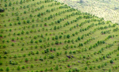 Sẽ tăng gấp đôi mức hỗ trợ cho người trồng rừng