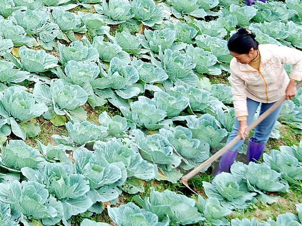 Mô hình trang trại trồng rau trên núi của 7 chàng trai dân tộc Tày