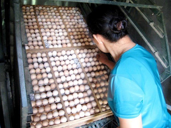 Bác bỏ tin đồn thất thiệt về trứng gà bị tiêm máu có chứa HIV