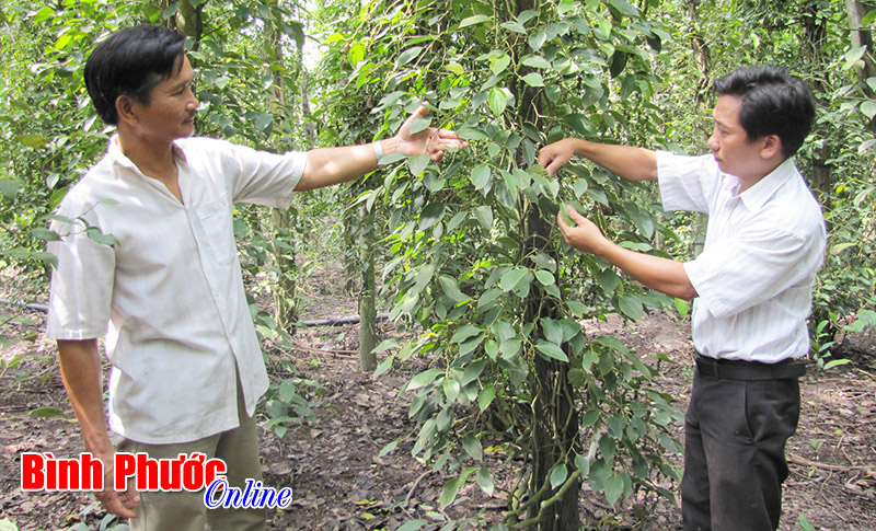 Ứng dụng KH-KT để phát triển toàn diện ngành nông nghiệp