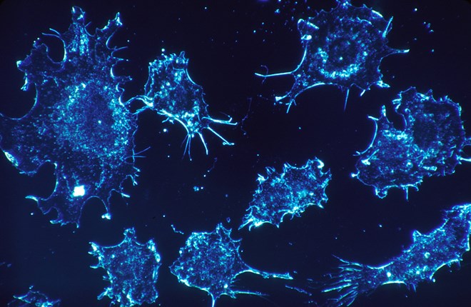Tế bào 3D mở ra giải pháp mới đối phó bệnh ung thư