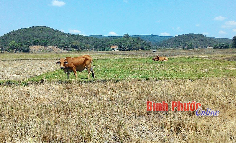 800 ha đất trồng lúa ở Đăng Hà: Một phần xanh tươi, mười phần bỏ không