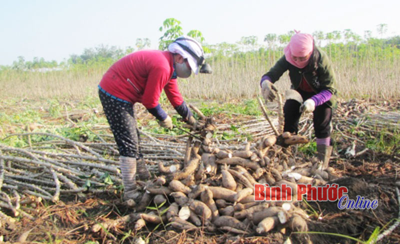 Trồng mì năng suất 50 tấn/ha