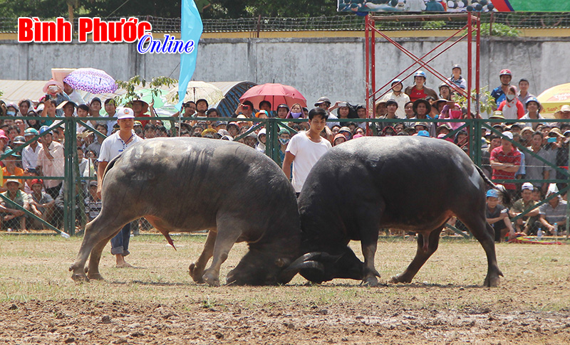 H&ocirc;̣i chọi tr&acirc;u Đ&ocirc;̀ng Phú năm 2015