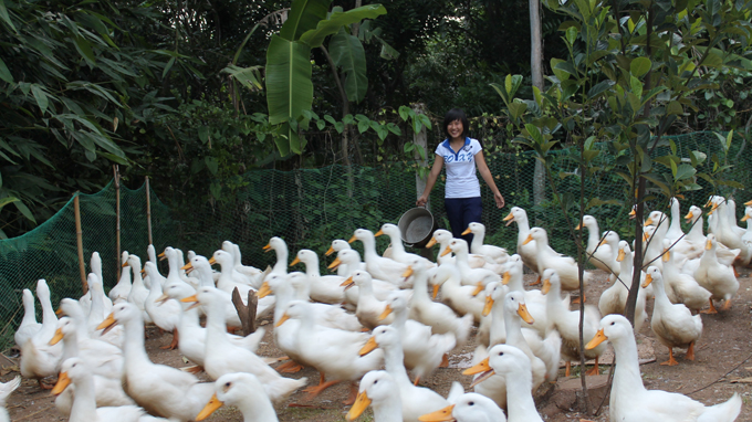 Lấy mạng h&agrave;ng x&oacute;m chỉ v&igrave; mất 100 con vịt