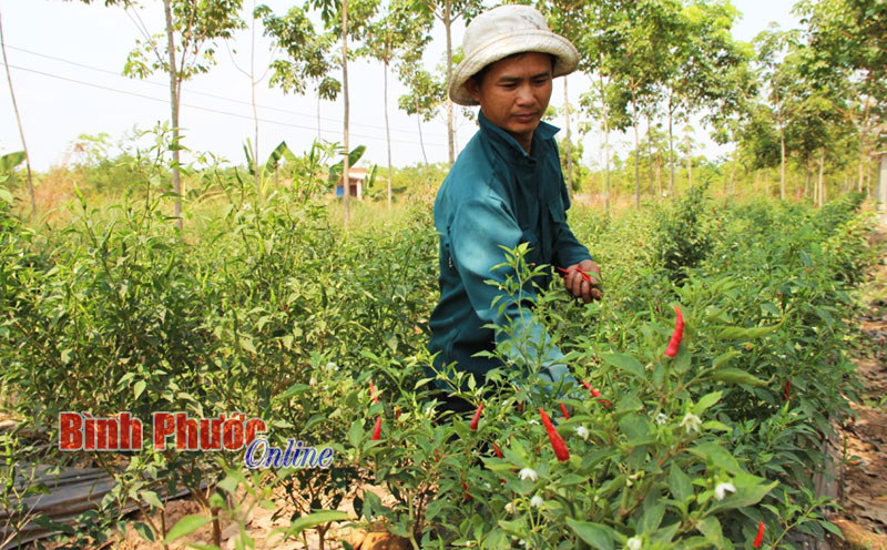 Xen canh - giảm nỗi lo thất mùa, mất giá