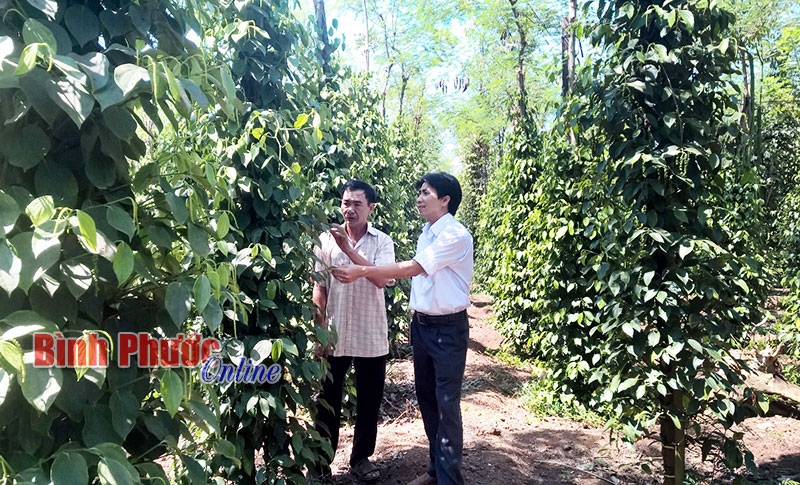 Làm giàu nhờ cây tiêu