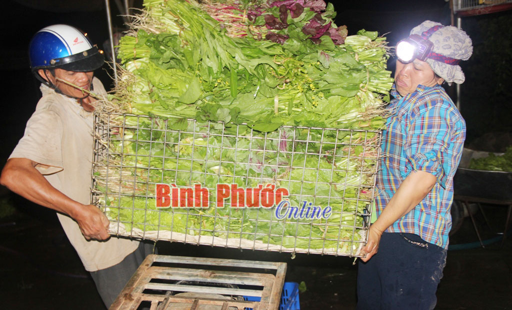 Thức cùng người trồng rau