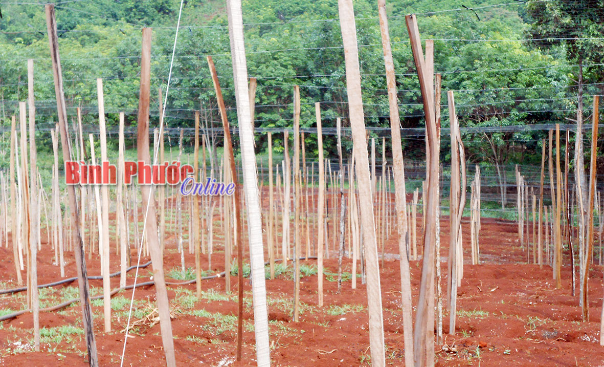 Bất chấp khuyến cáo của Bộ NN&PTNT: Nông dân vẫn chuẩn bị ồ ạt xuống giống hồ tiêu