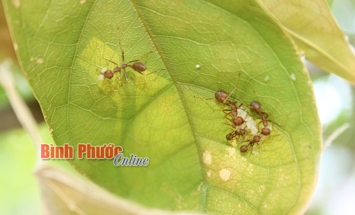 Nuôi kiến vàng để diệt sâu bệnh trên cây điều - tại sao không?