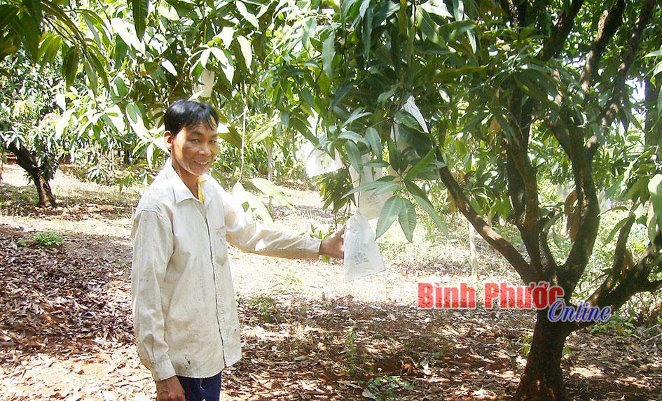 Làm giàu từ cây xoài