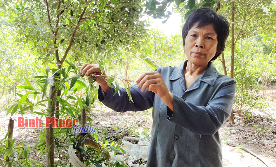 Bà Chín thuốc nam từ thiện