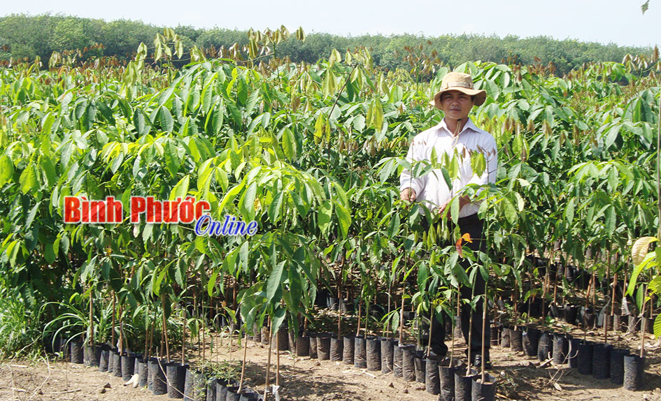 Cẩn trọng với cây giống trôi nổi trên thị trường