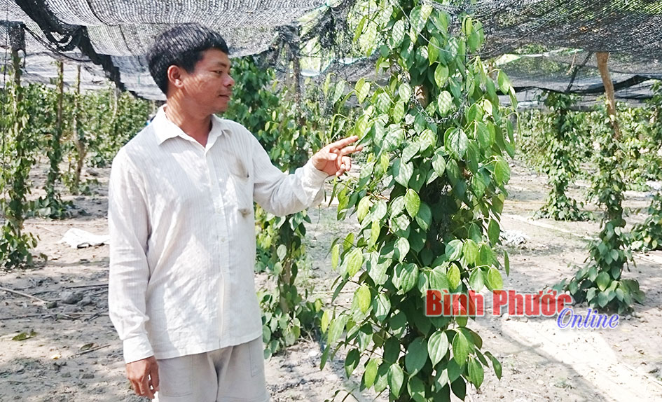 Chuyển đổi cơ cấu cây trồng ở Chơn Thành