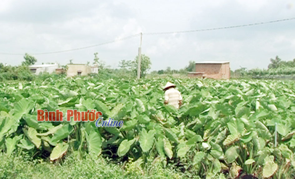 Trồng khoai môn - một vốn bốn lời