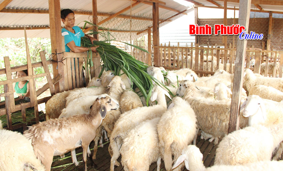 Nuôi 100 con cừu - lời 170 triệu đồng/năm