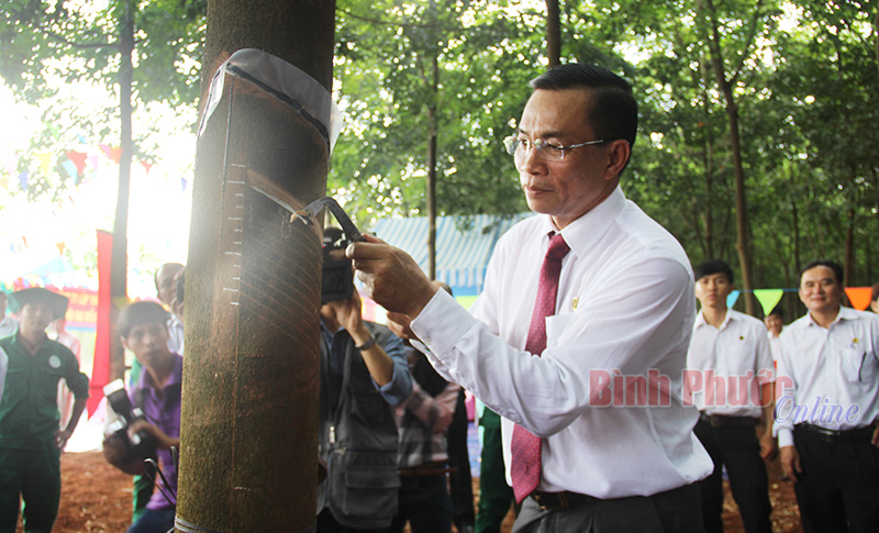 Cao su Phú Riềng ra quân thu hoạch mủ năm 2015