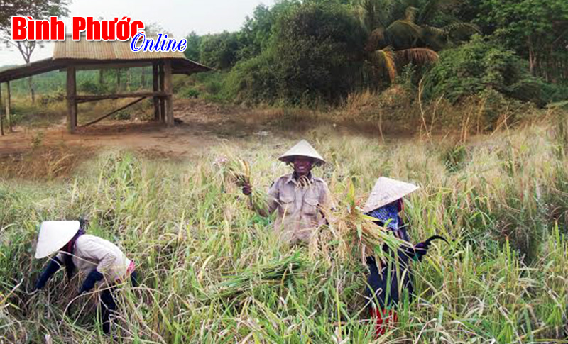 Ch&ograve;i rẫy - Nơi bảo vệ th&agrave;nh quả lao động của đồng b&agrave;o X&ecirc;ti&ecirc;ng