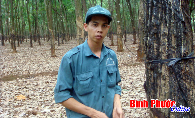 Công nhân cạo mủ cao su xuất sắc