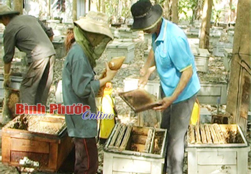 Nuôi ong lấy mật trong vườn cao su: Hai nông dân trúng lớn