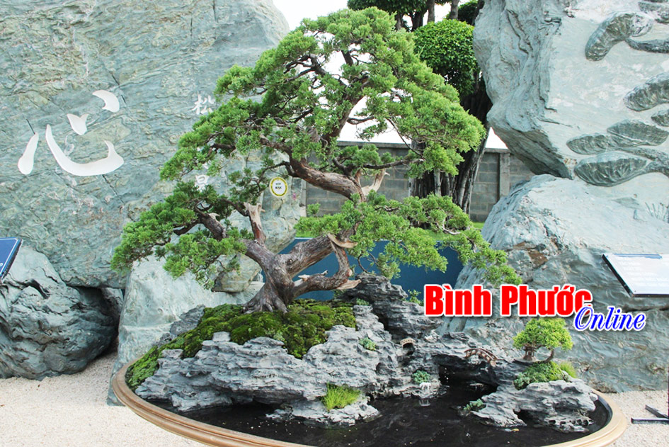 Tưng bừng lễ hội Bonsai châu Á – Thái Bình Dương