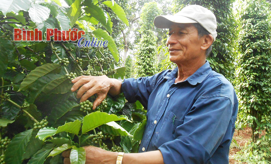 Nặng tình với cây điều