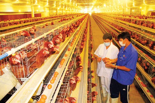 Bỏ kiểm dịch nội tỉnh: Nhiều băn khoăn