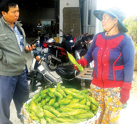 Thương lái nước ngoài đổ xô mua cau non, nụ thanh long - Cảnh giác vẫn chưa muộn!